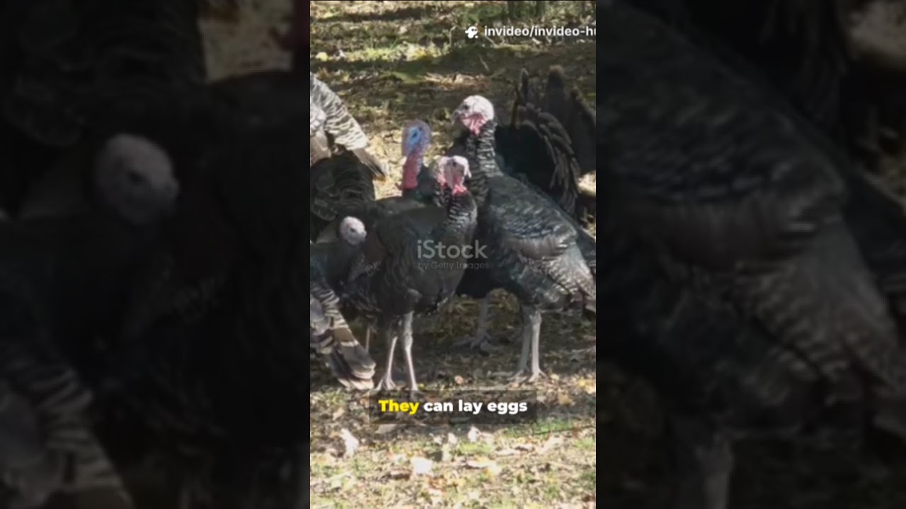 10 Quick Turkey Facts You Need to Know! 🦃 | How Turkeys Live & Lay Eggs