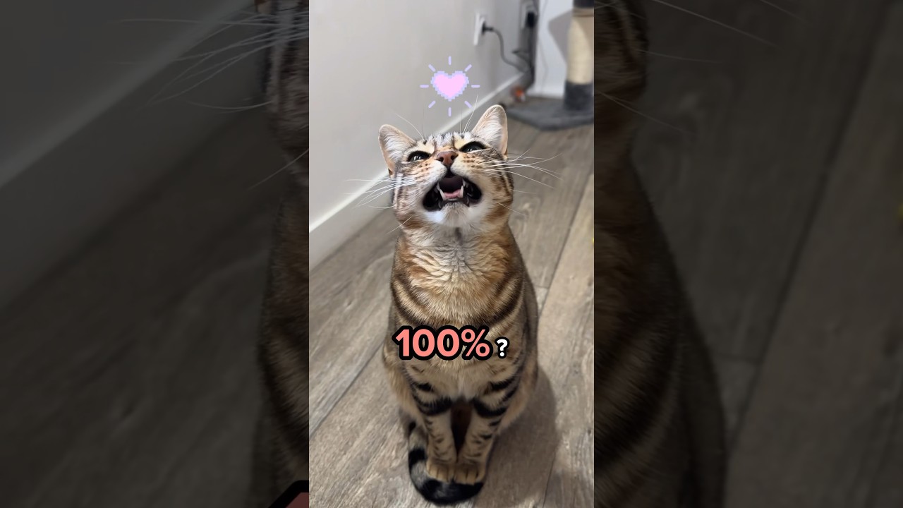 😻Les 5 niveaux de l&rsquo;amour d&rsquo;un chat 🥰❤️ #shorts #chat