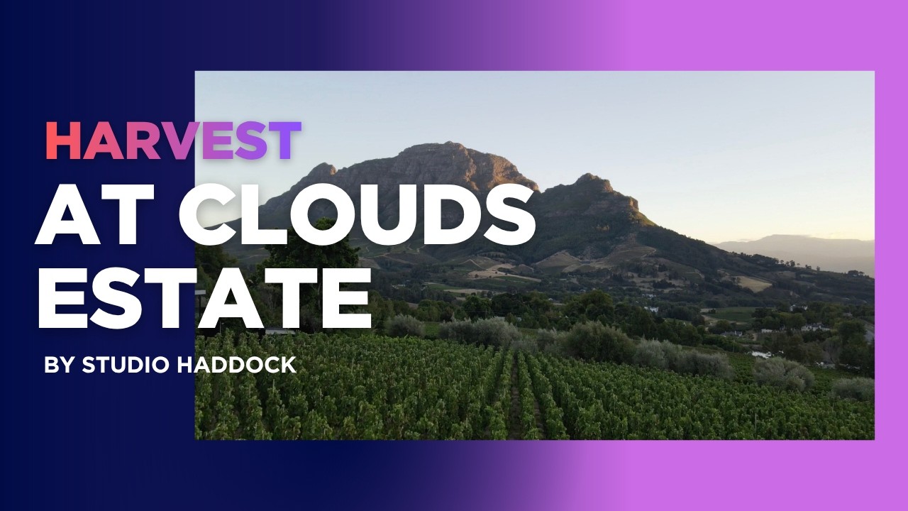 Harvest at Clouds Estate | A Wine Story by Studio Haddock