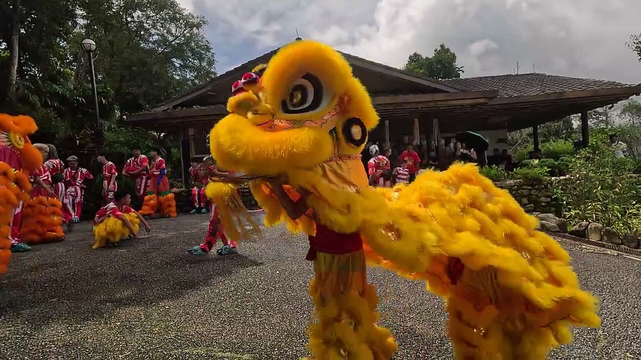 舞狮在武吉丁宜日本店拜年採青 Lion dance performers offer New Year's greetings and pick greens at a Japanese store