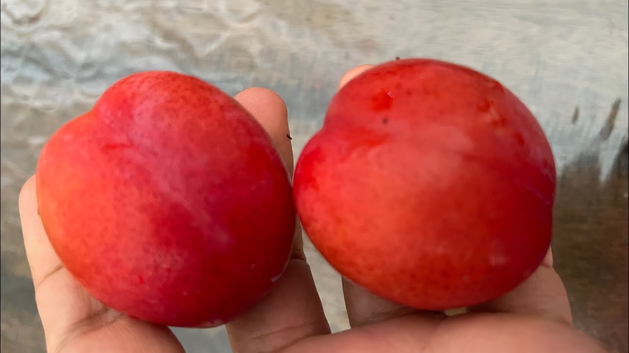 QLD Gulf Gold Dwarf Plum tree in Melbourne
