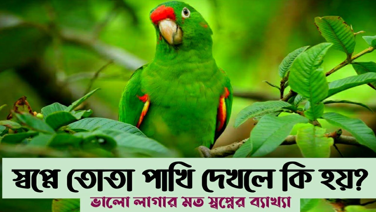 স্বপ্নে তোতা পাখি দেখলে কি হয় | shopne tota pakhi dekhle ki hoy | shopner bekkha |