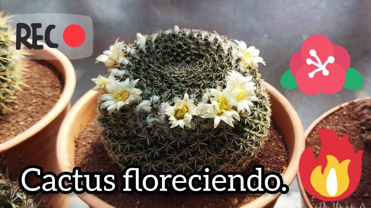 Flores de Mammillarias, Cactus.🐢🙂🌵