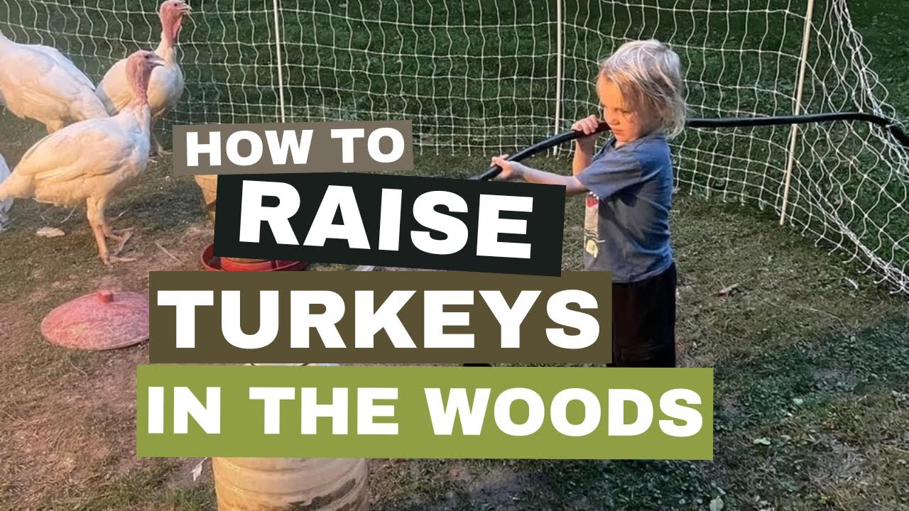 Raising Meat Turkeys in the Woods