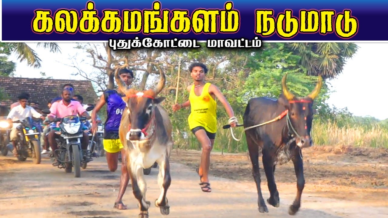 02 கலக்கமங்களம் நாடுமாடு கைபுறா 15-01-2026  புதுக்கோட்டை மாவட்டம்