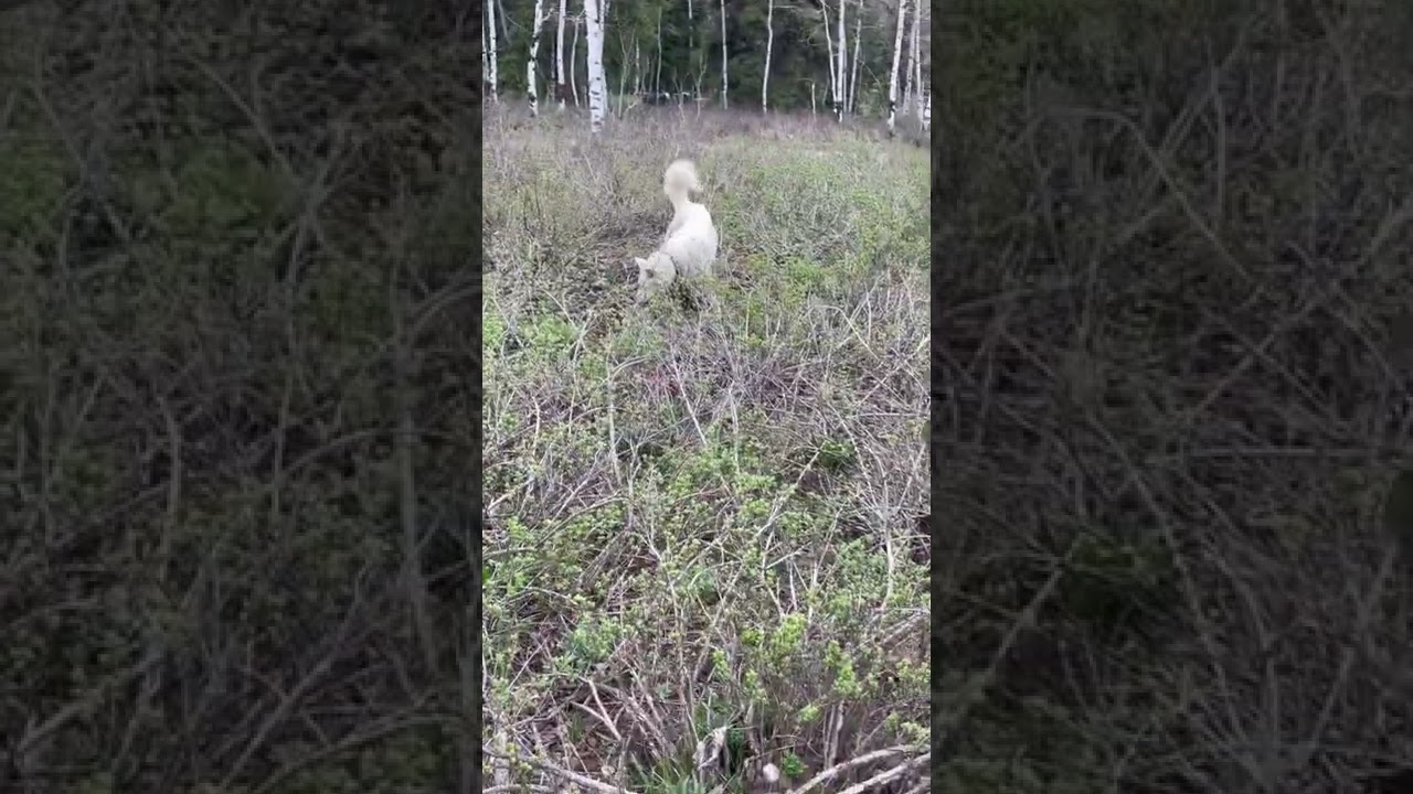 Niko the jumping Husky …ground squirrel hunter