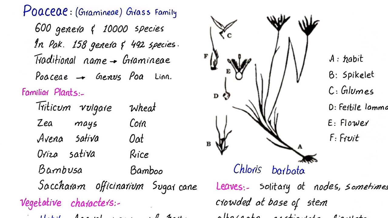 Family poaceae | Gramineae or Grass family | economic importance | class 11