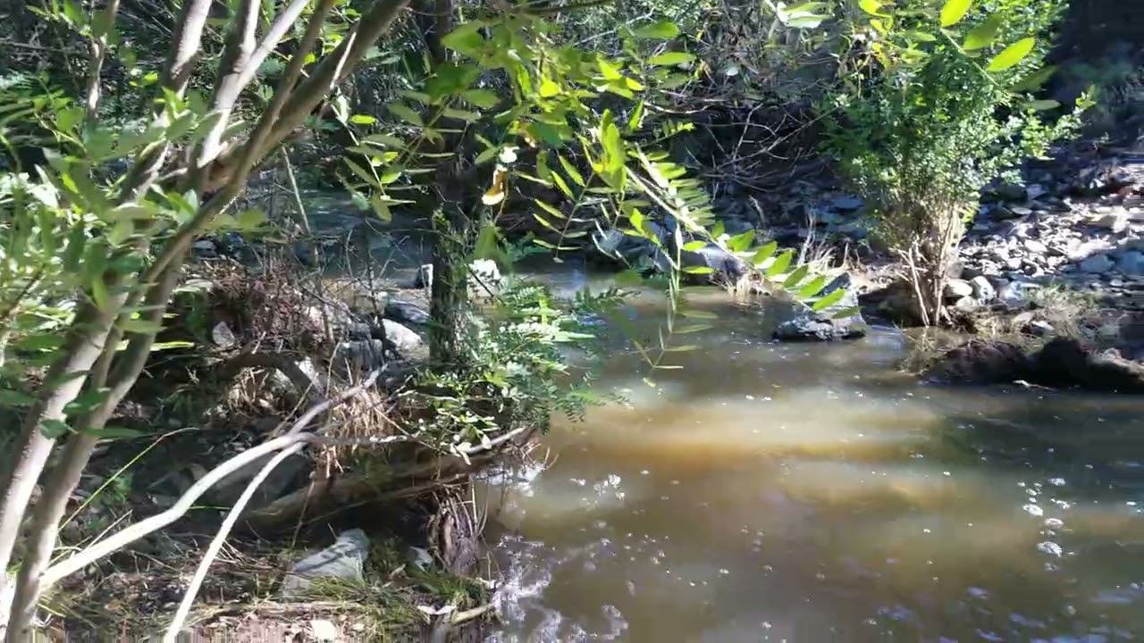 Lynx Creek near Trail 442