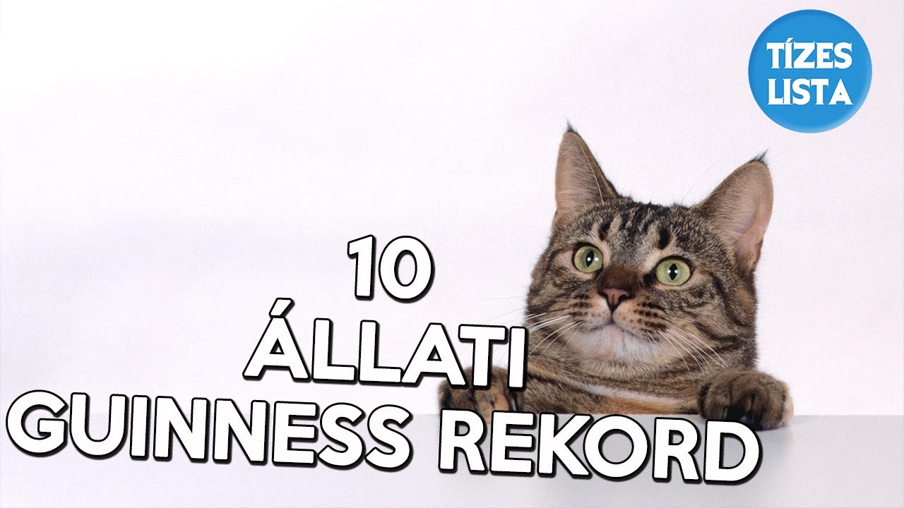 10 &Aacute;llati Guinness rekord, Guinness rekordok #2