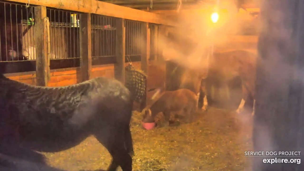Barn DOnkeys Gabby Chester Carly final scenes b4 highlights after 6pmish 252023 explore.org