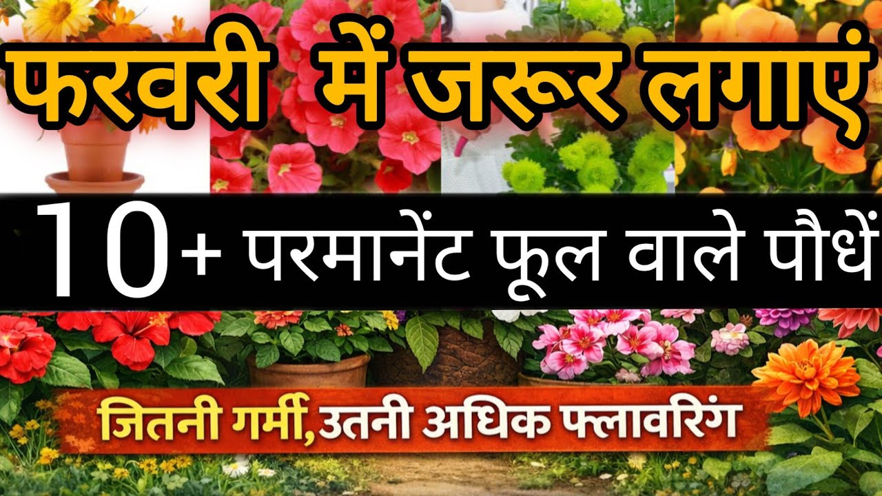 🟣फरवरी में 10 हार्डी फूल वाले पौधों को जरूर लगाएं अपने बगीचे में/10 hardy Flowering plants 🌺🌻🏵️🌼🌷🪻