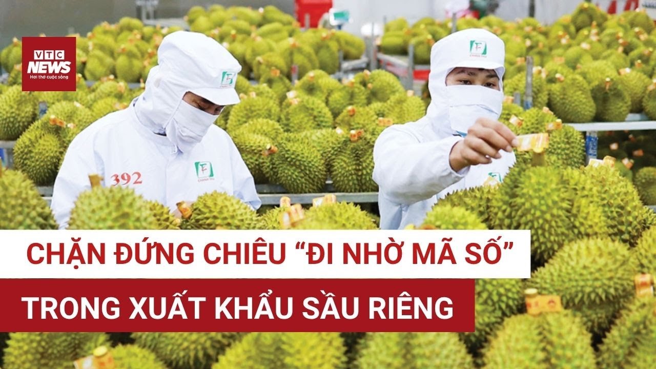 Sầu riêng Việt Nam chính thức bị “soi” từ gốc tới ngọn nếu muốn xuất khẩu | VTC News