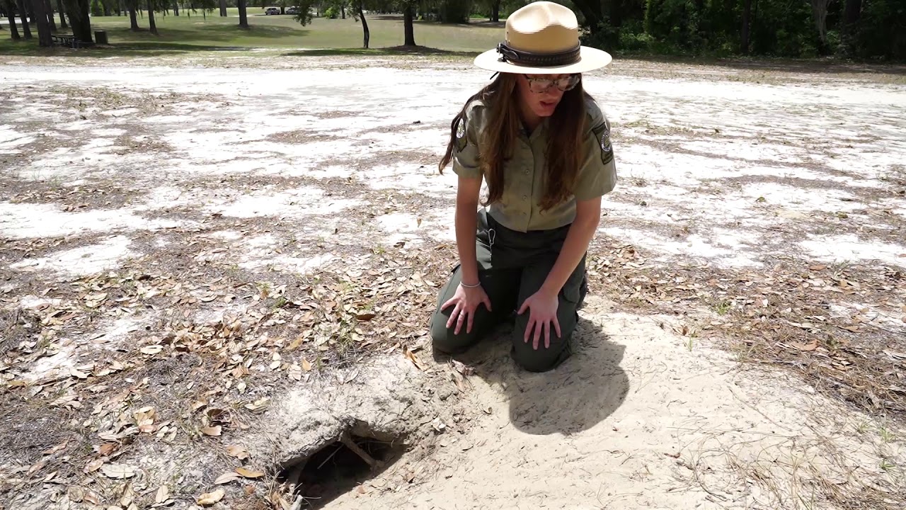 eRanger: Gopher Tortoise Burrow - Reed Bingham
