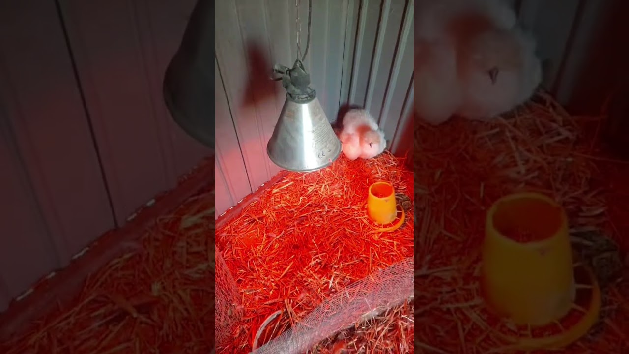 Naissances + tour des animaux 🥰 