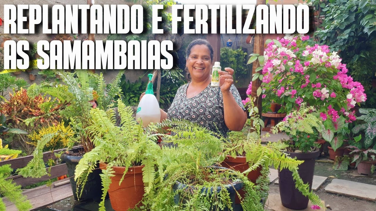 REPLANTANDO E FERTILIZANDO MINHAS SAMAMBAIAS: REPLANTE E DICAS DE SAMAMBAIAS | ADUBAÇÃO DE SAMAMBAIA