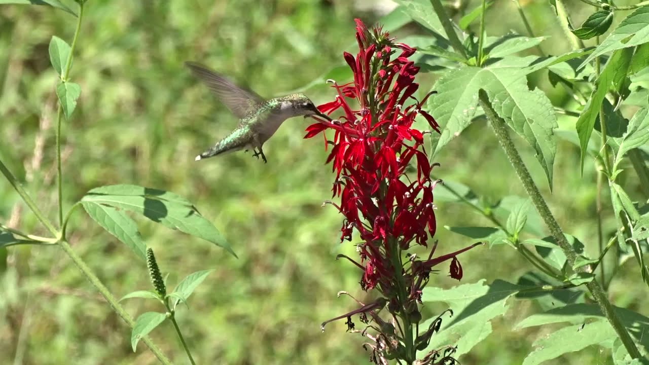 Clip: Ruby-throated Hummingbird on Cardinal Flower (Lobelia carndinalis)