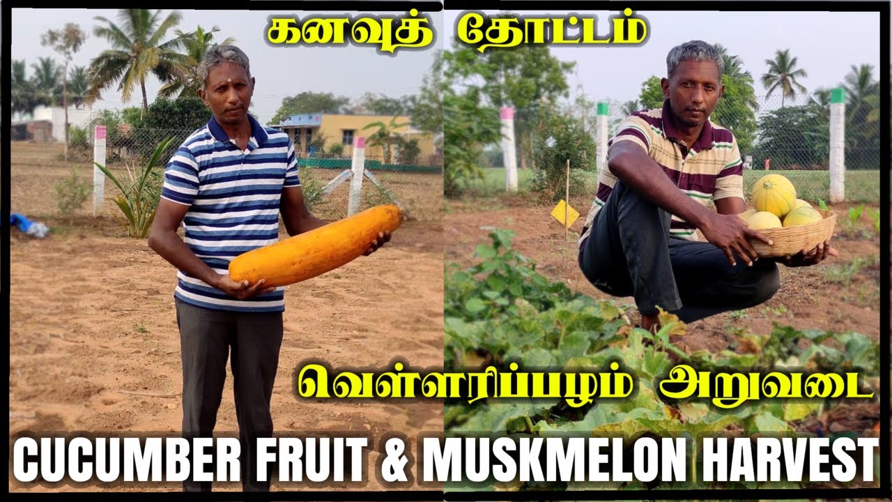 கனவுத் தோட்டம் | வெள்ளரிப்பழம் அறுவடை | Cucumber Fruit and Muskmelon harvests from my dream Garden
