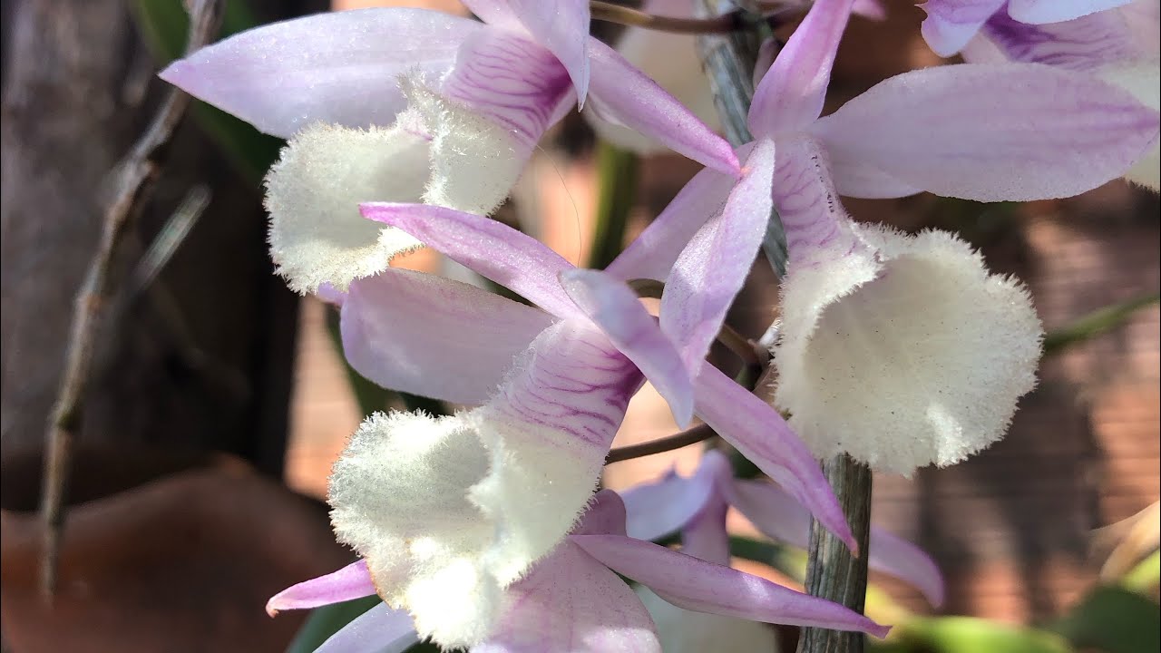 Dendrobium aphyilum muitas flores