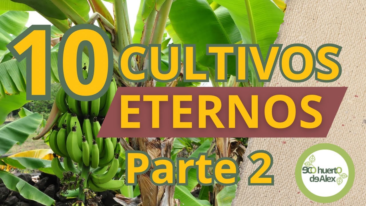 Plantas Eternas 2: 10 Nuevos Cultivos que Siembras una Vez y Cosechas por Años