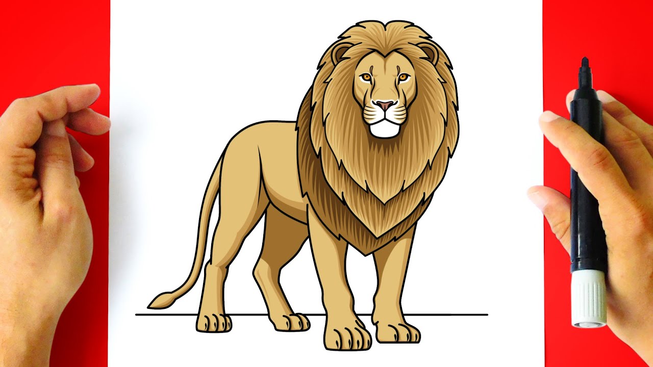 Como DESENHAR um LEÃO - Cómo DIBUJAR un LEÓN - Lion Drawing