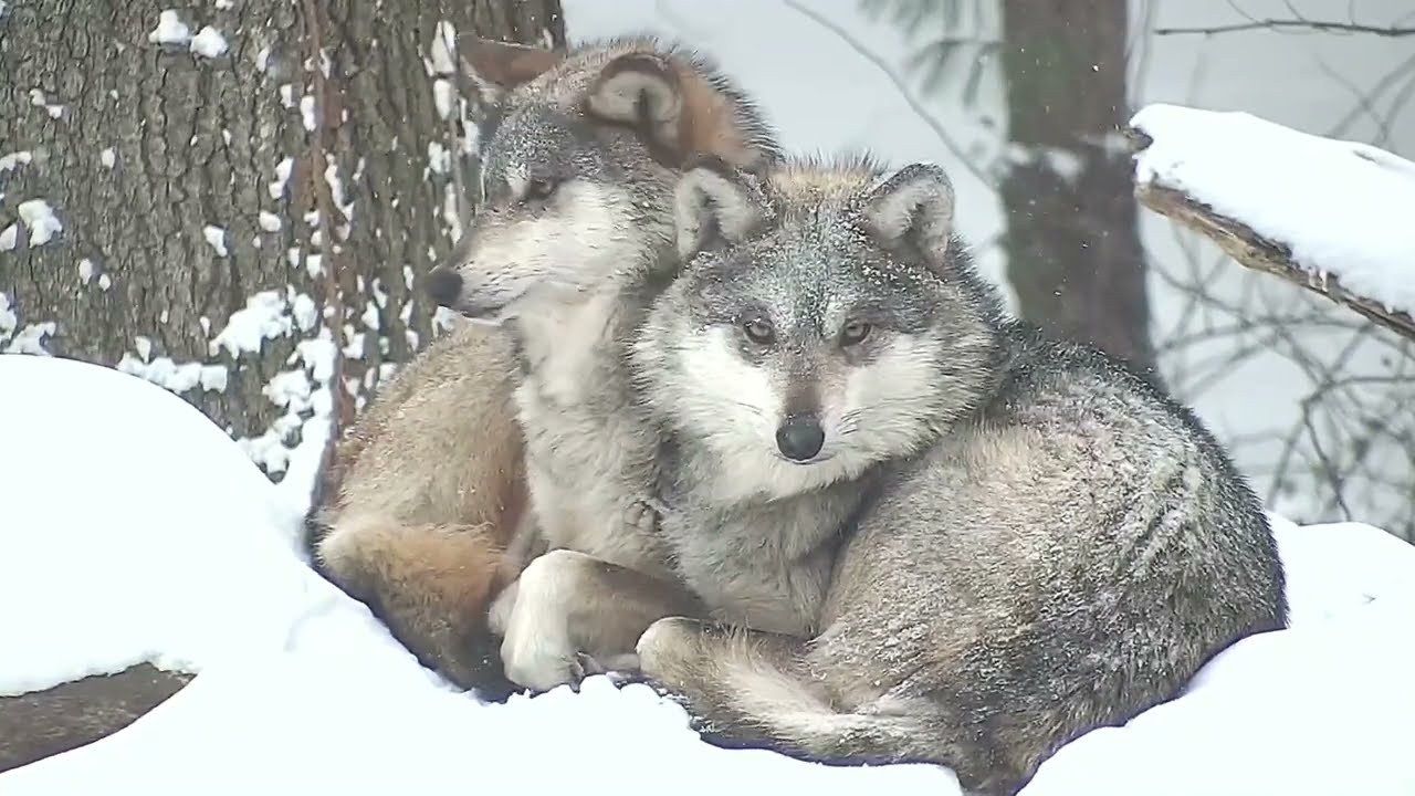 Adorable Wolves Snuggle in a Snow Storm