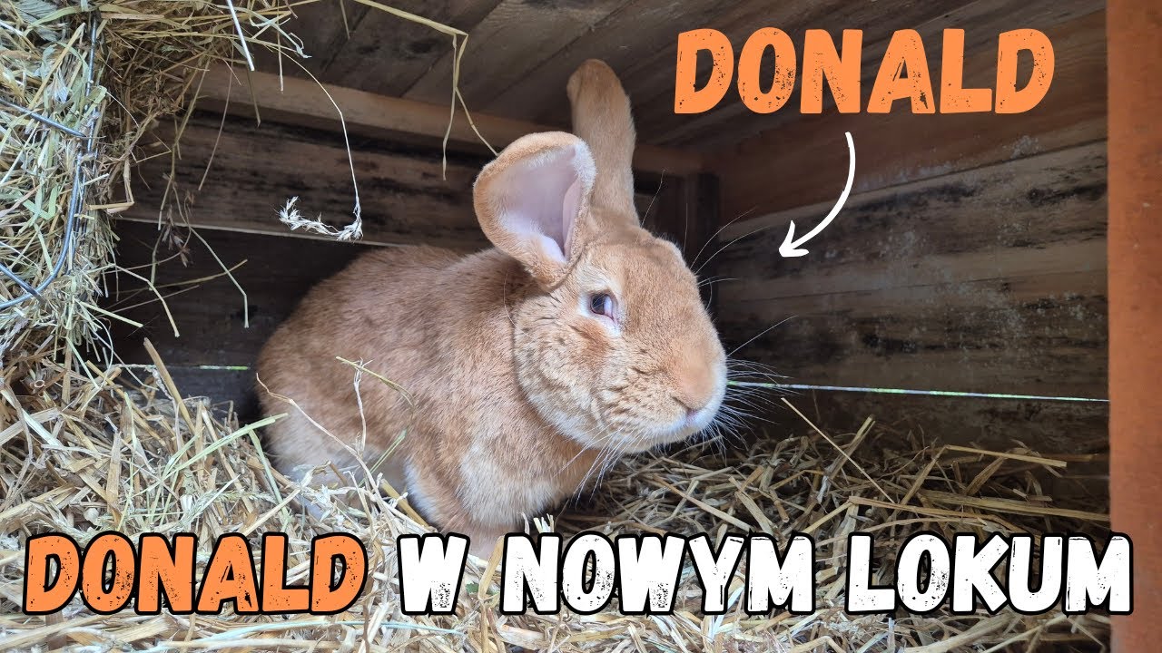 KRÓLIK Donald w nowym lokum