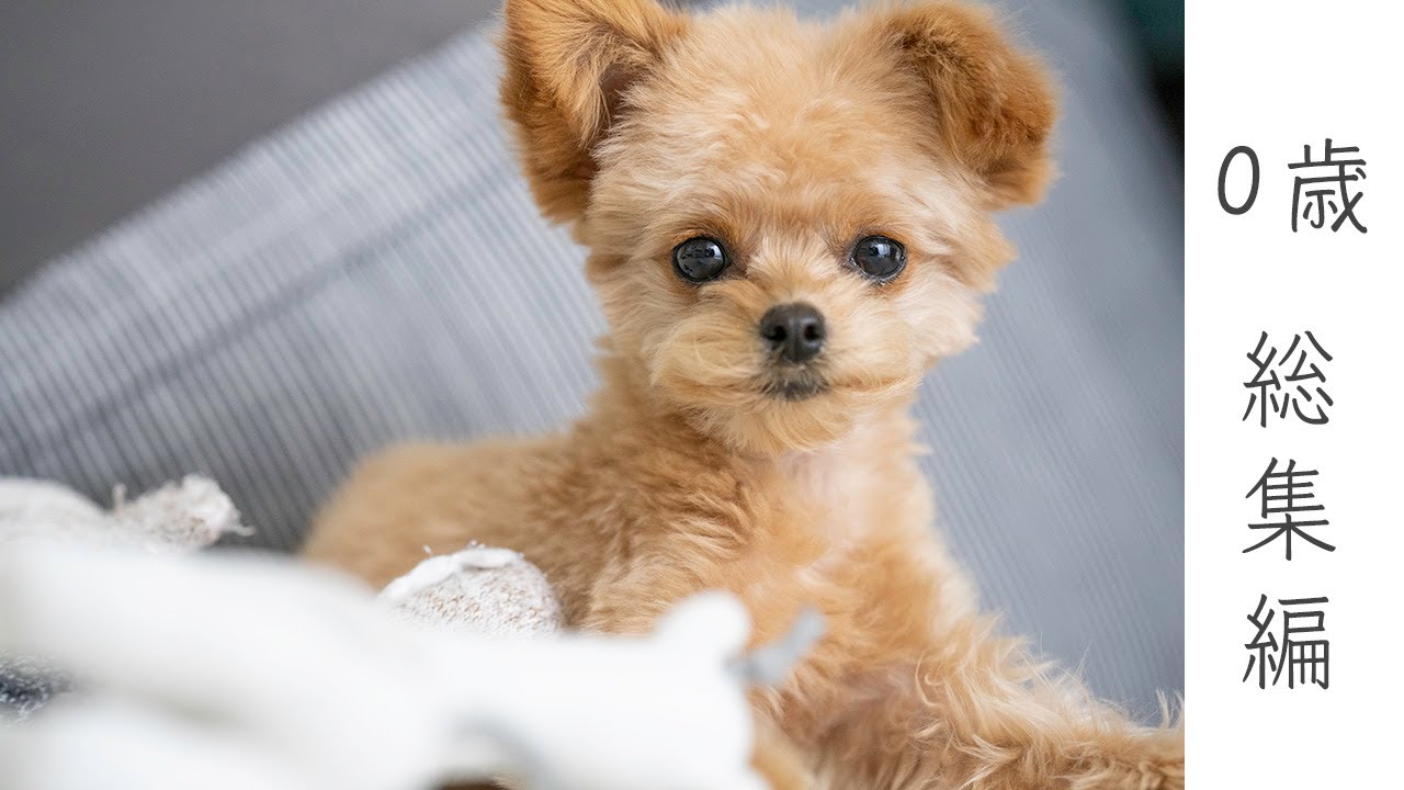 チワプー0歳→1歳イッキ見総集編🐶トイプードルとチワワのミックス犬