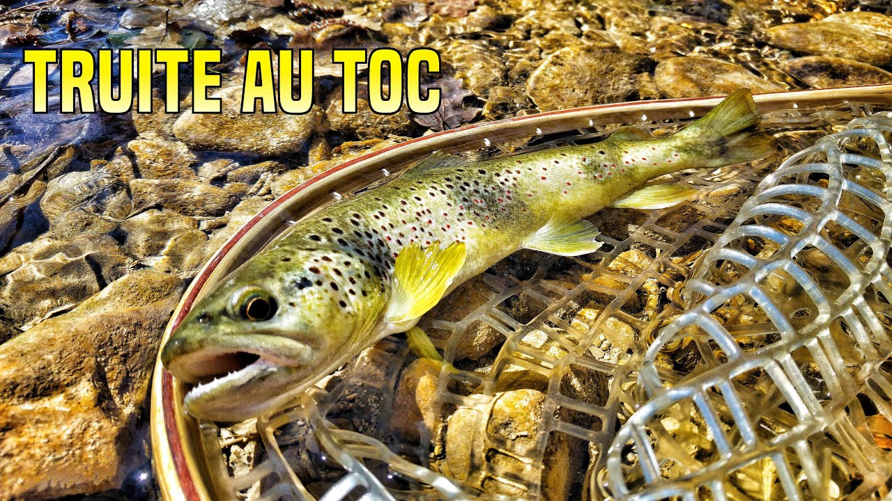 Pêche de la Truite au Toc! Une petite session rapide!