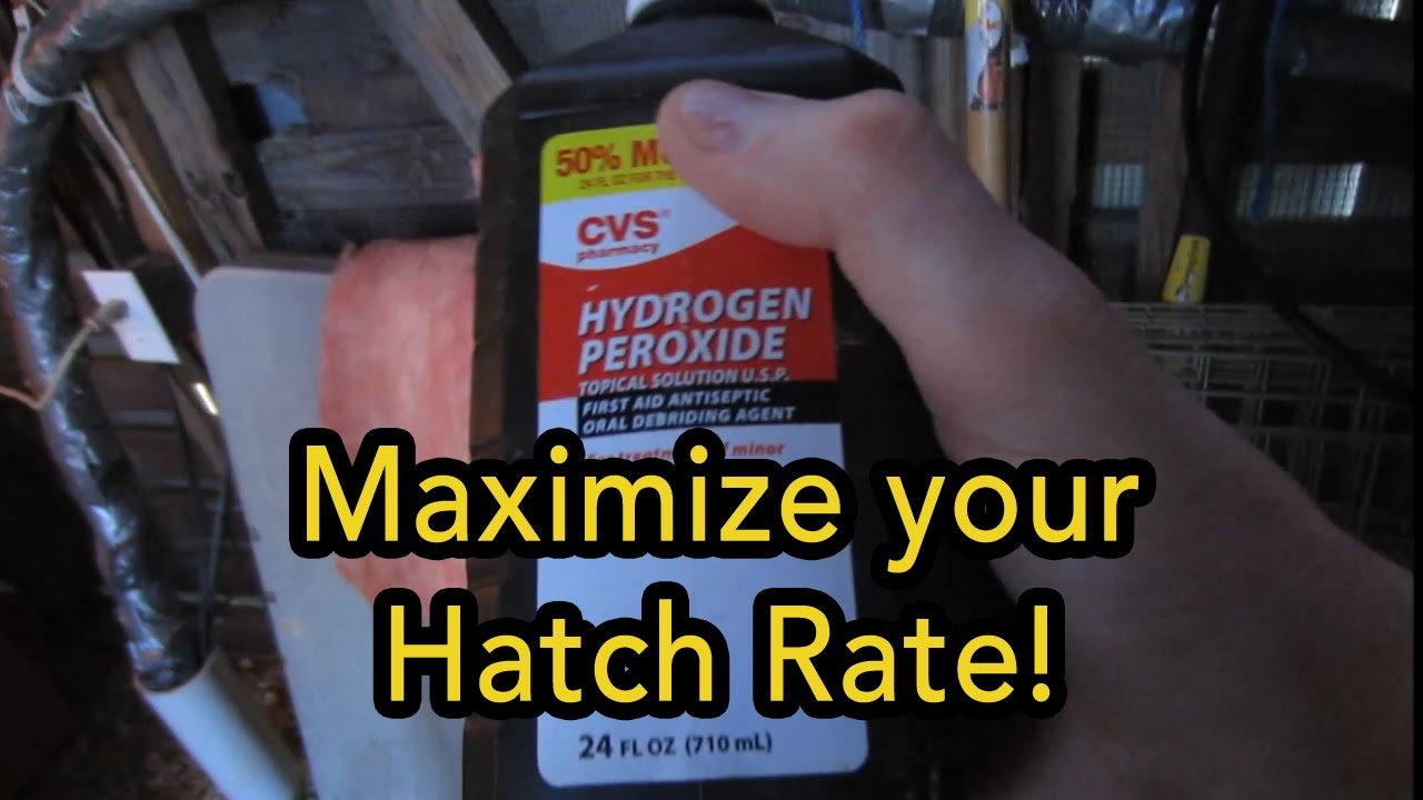 Simple trick to increase poultry hatch rate | Incubating in the winter