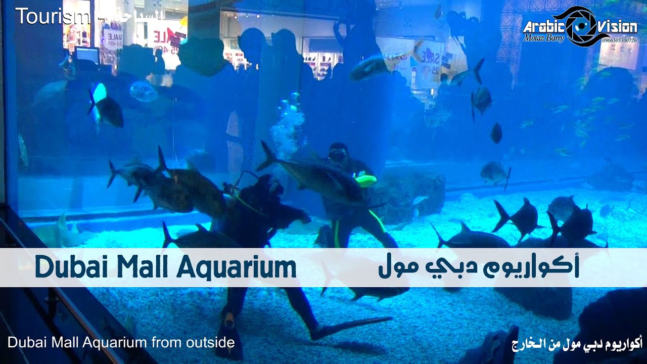 أكواريوم دبي مول - dubai mall aquarium - السياحة في دبي