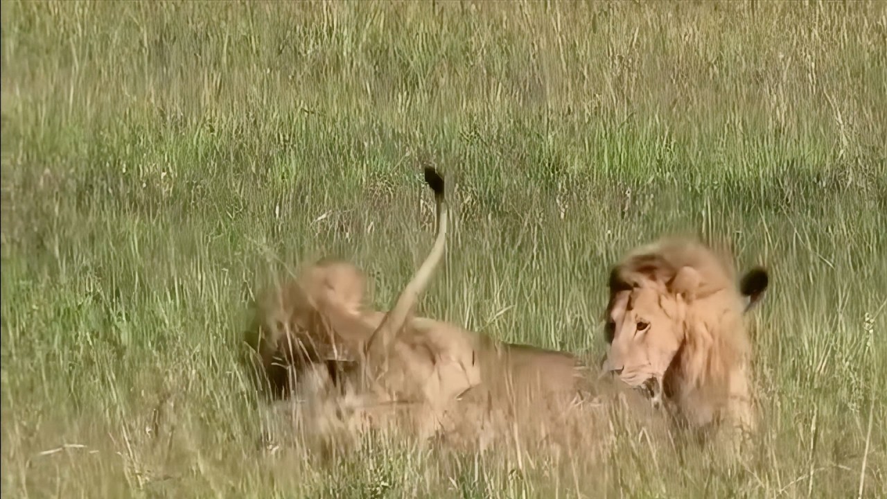 Lion unkowingly helps his father in attacking his brother