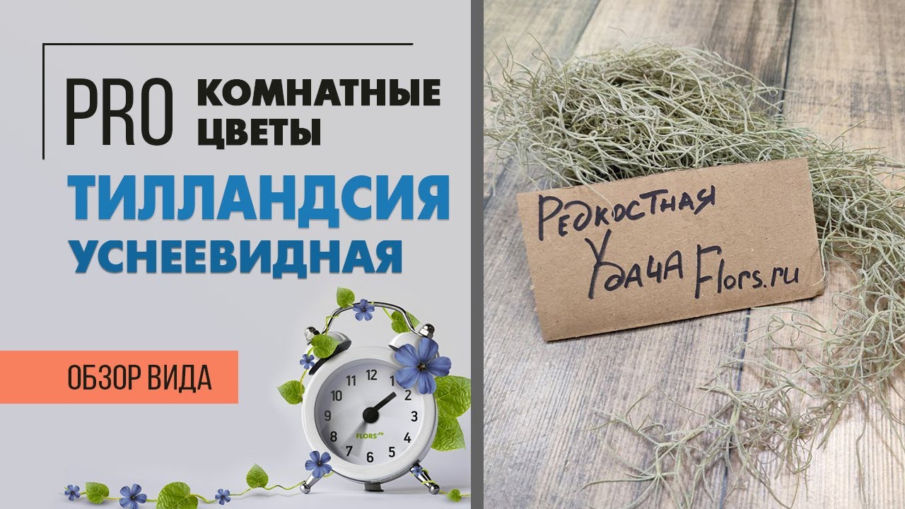 Тилландсия уснеевидная - растение без горшка и почвы | Экзот, эпифит и просто стильная штучка