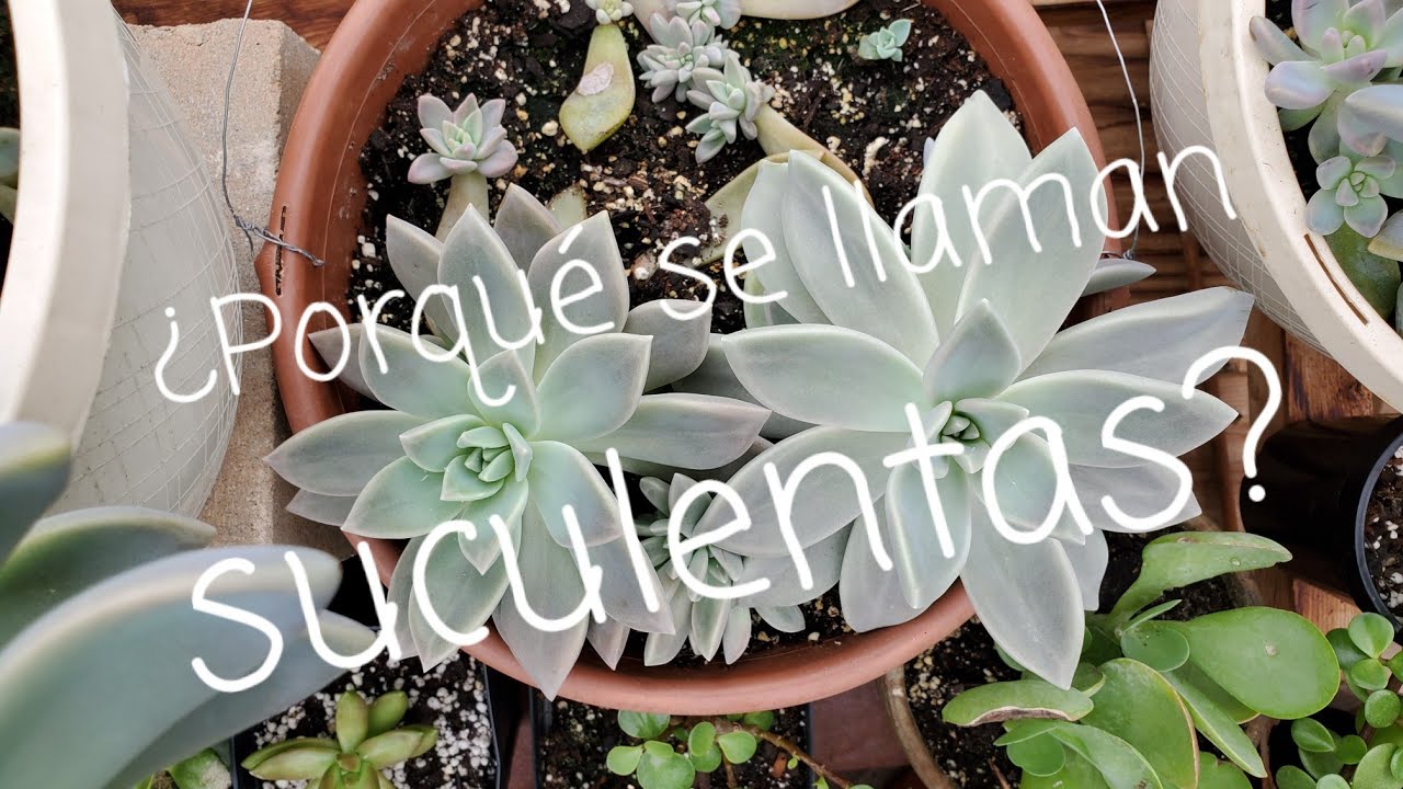 ¿Porqué se llaman suculentas?/Why are they called succulents?