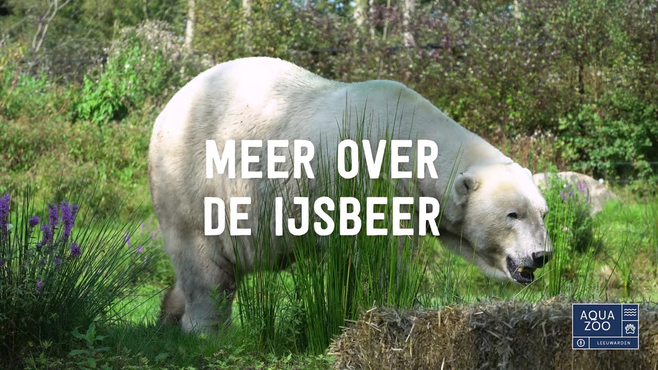 Meer over de ijsbeer - IJsberen rollen graag door de modder
