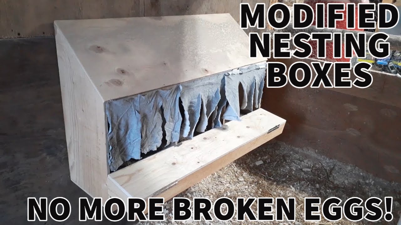 CHICKENS BREAKING EGGS | MADE ROLL AWAY NESTING BOXES.