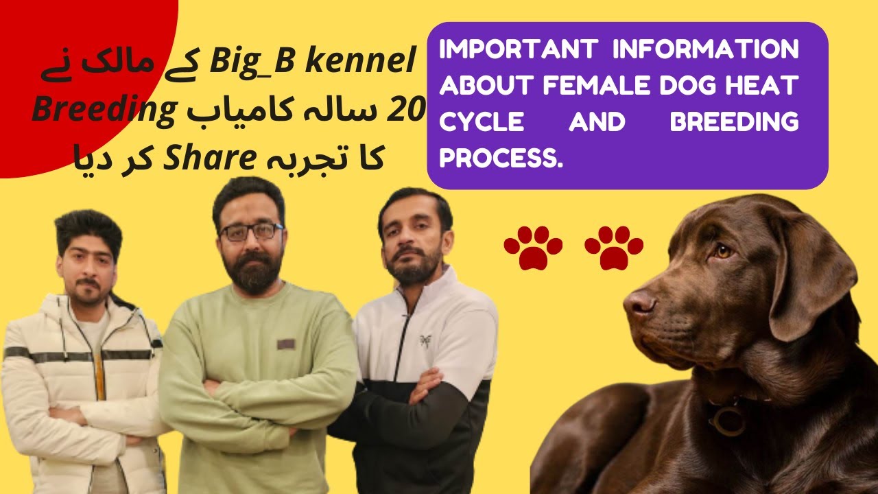 Female Dog Heat Cycle|| Female Dog Breeding|| When To Mate Your Dog||What Is P4 Test||Female Diet||