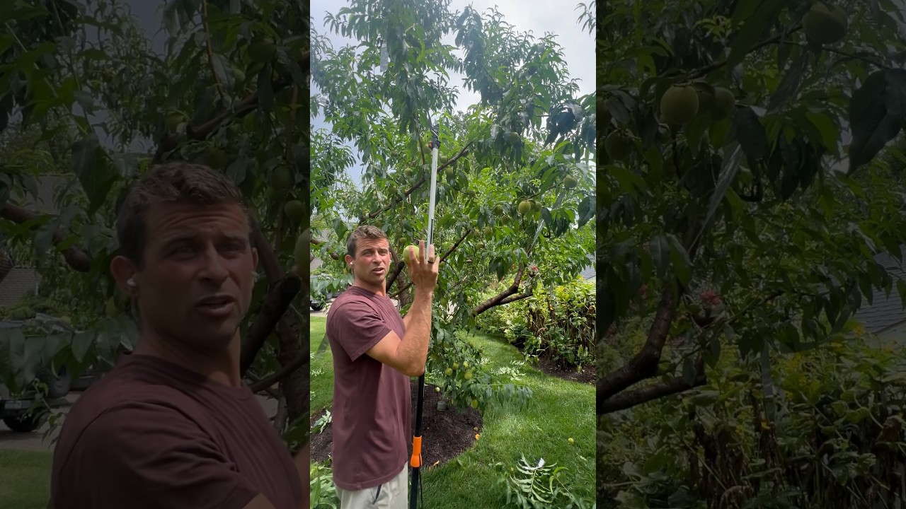 Keep Thinning Your Peaches