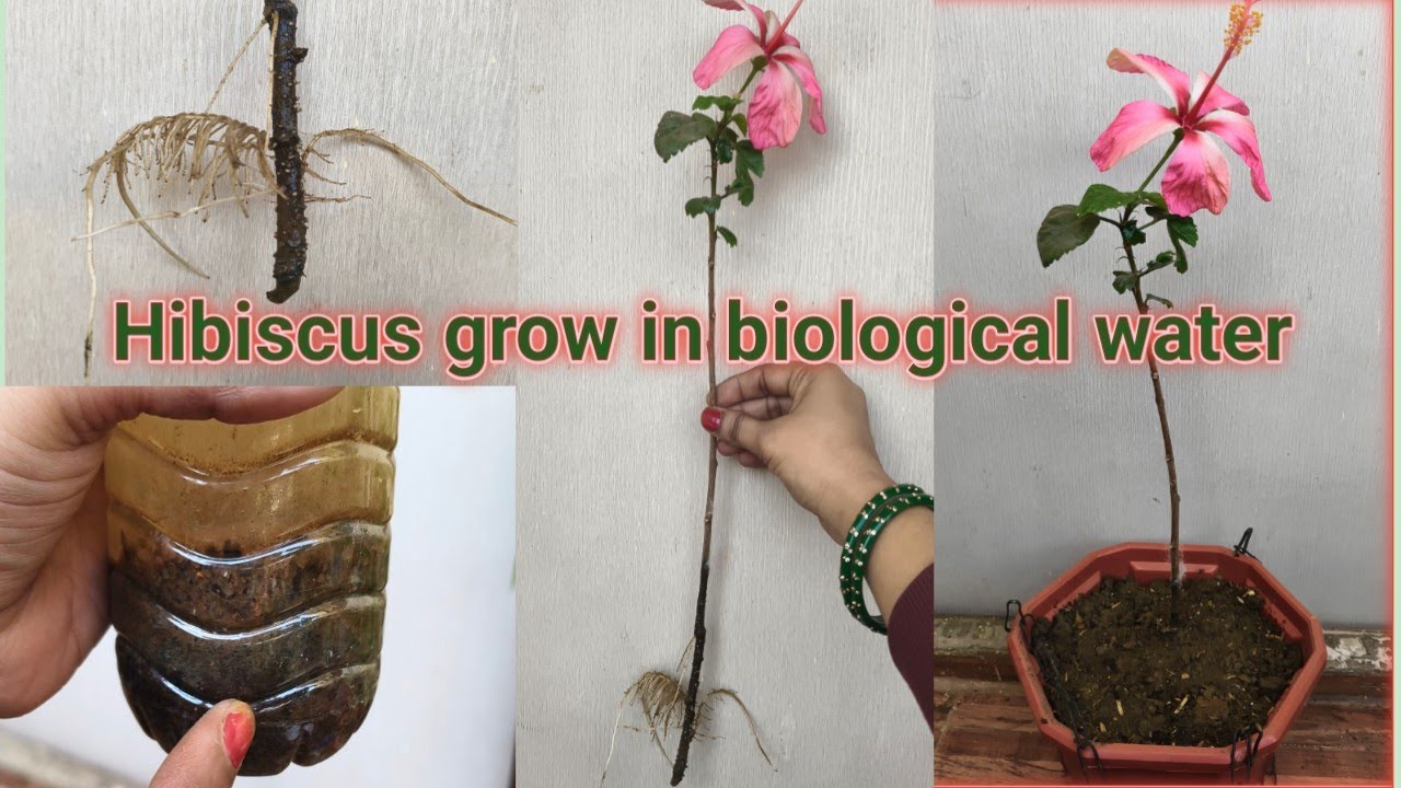 How to make biological water and how to grow hibiscus in biological water, heavy rooting technique.