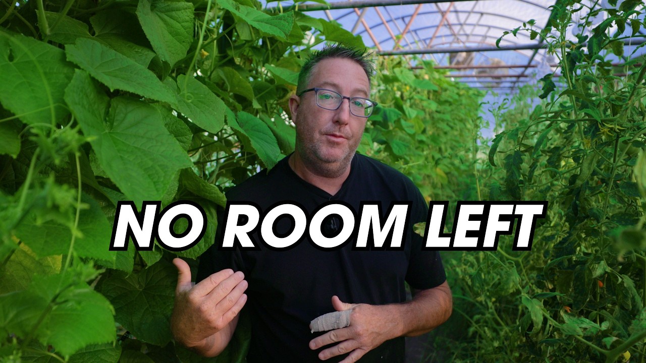 What Goes Wrong When a Hoop House Is Sized Too Small