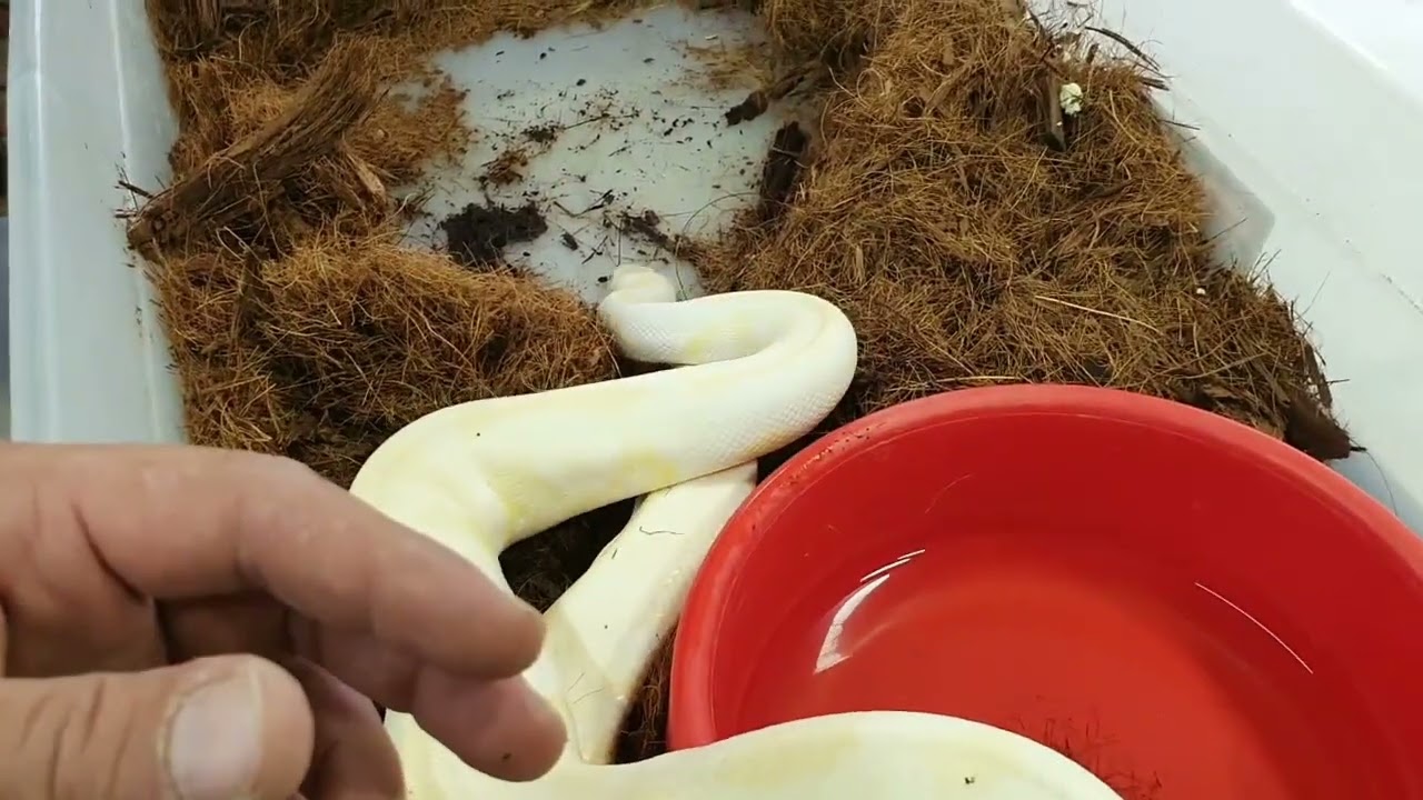 UNA BOMBA DE CEREZA DE NUESTRAS BOLAS..!