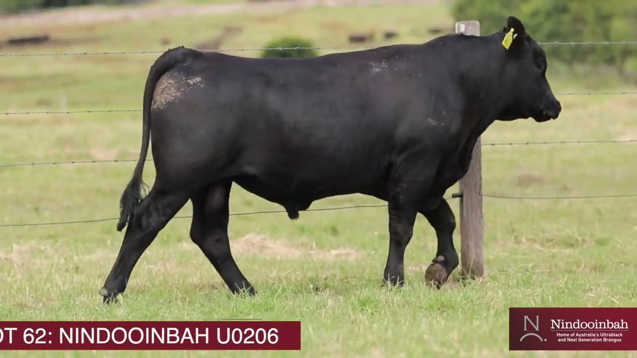 LOT 62: NINDOOINBAH 2025
