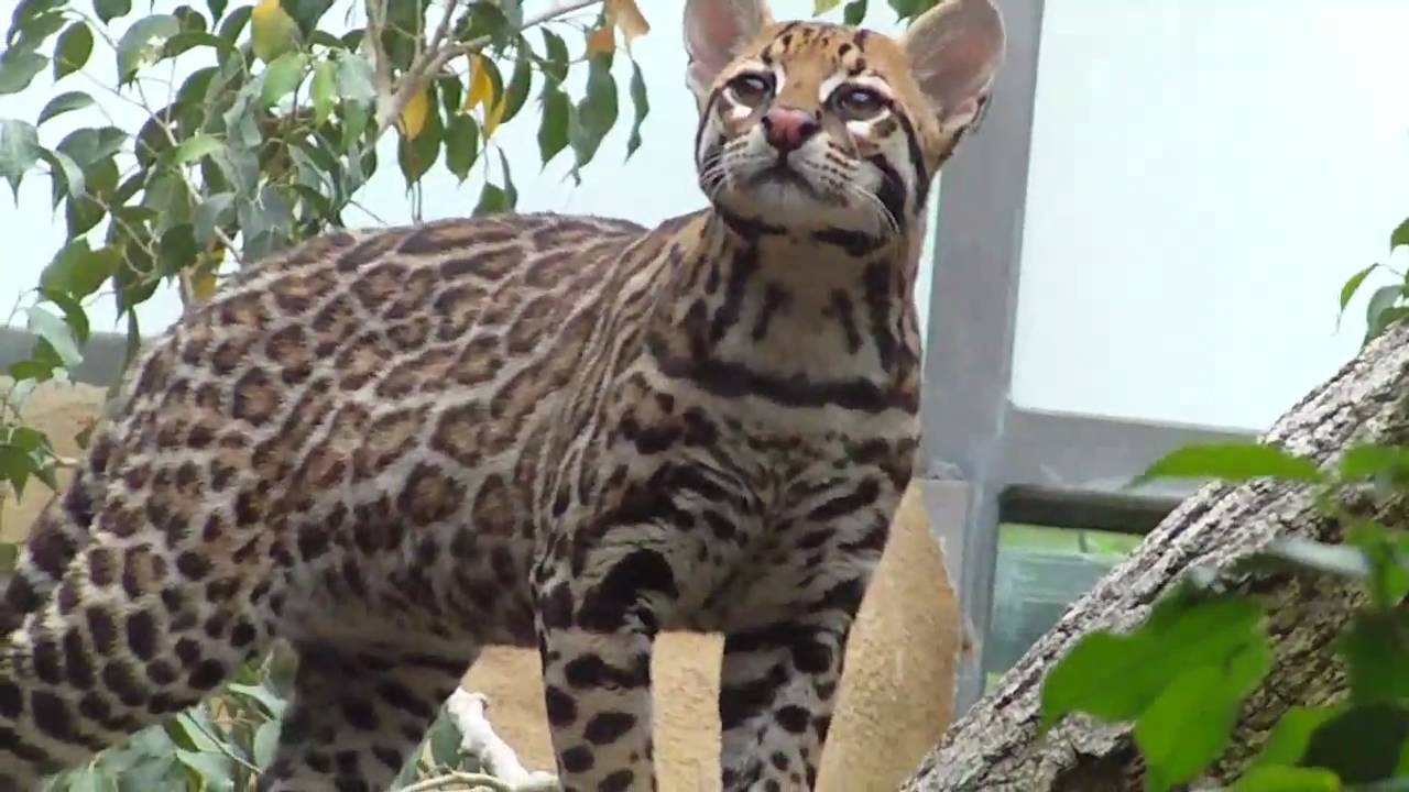 Jaguar - Ocelot - Lion - Glutton - Sloth - Munich Zoo - Tierpark Hellabrunn