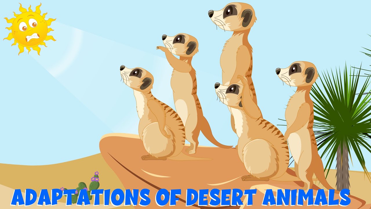 Adaptations of the Desert Animals - How Do Animals Survive in the Desert? - Learning Junction