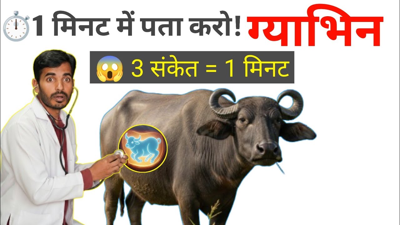 ⏱️ 1 मिनट में पहचानें ❓🐄गाय–भैंस ग्याभिन है या नहीं ✅