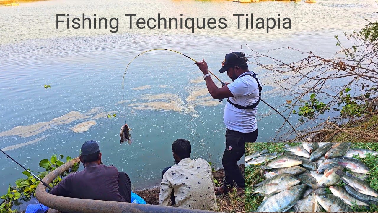 Big Fish | Fishing Videos | Big Tilapia Fish Video | Ahtesham khan Fishing | Fish Video