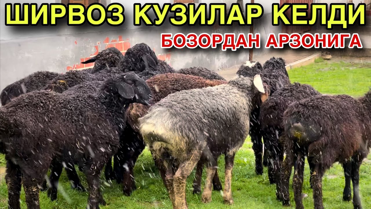 КОР БОСДИ ЕРНИ! ☎️+998 91 465 36 00 ☎️+998 88 730 07 09