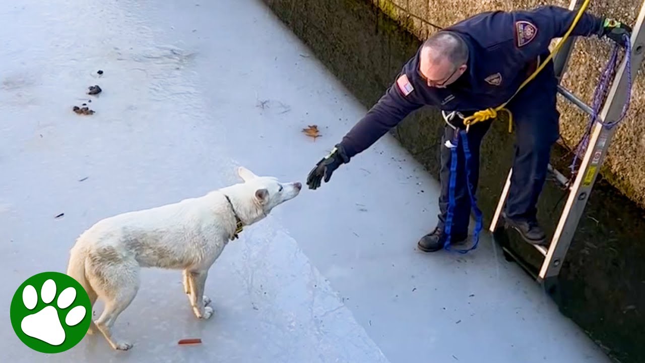 Firefighter climbs onto melting ice to save Husky