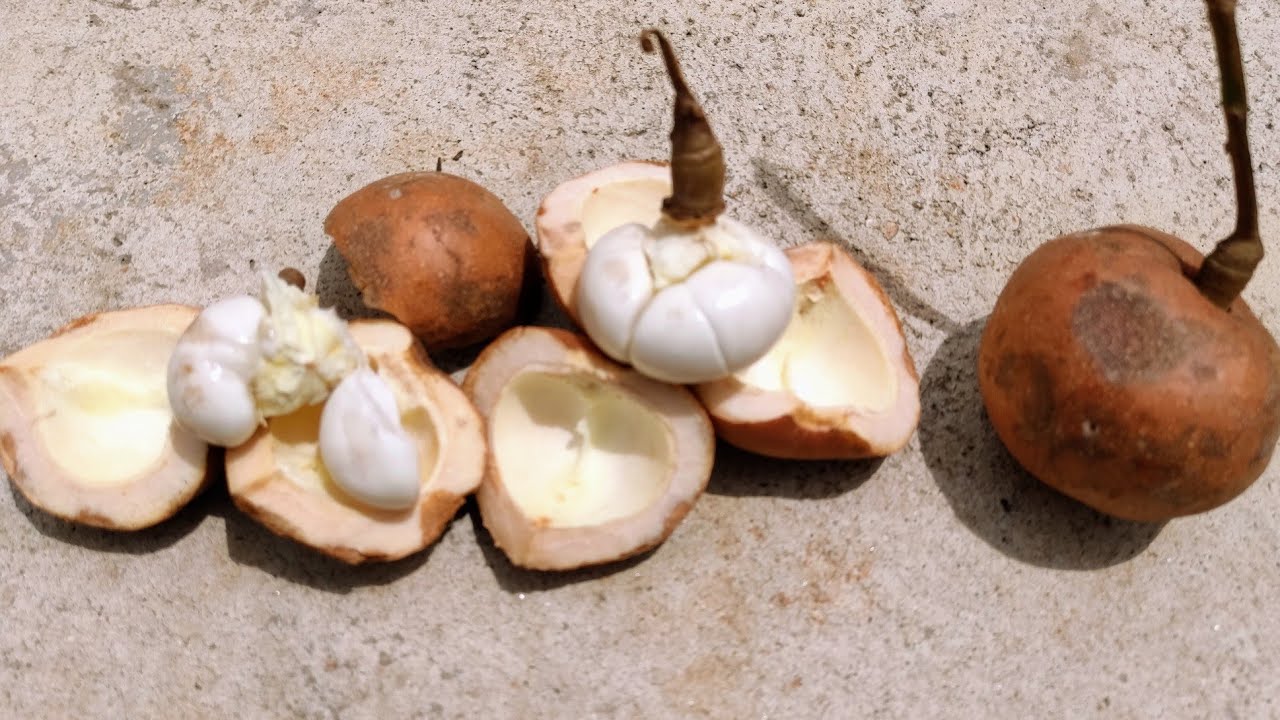 Tampoi (Baccaurea macrocarpa) - one of the best tropical fruits