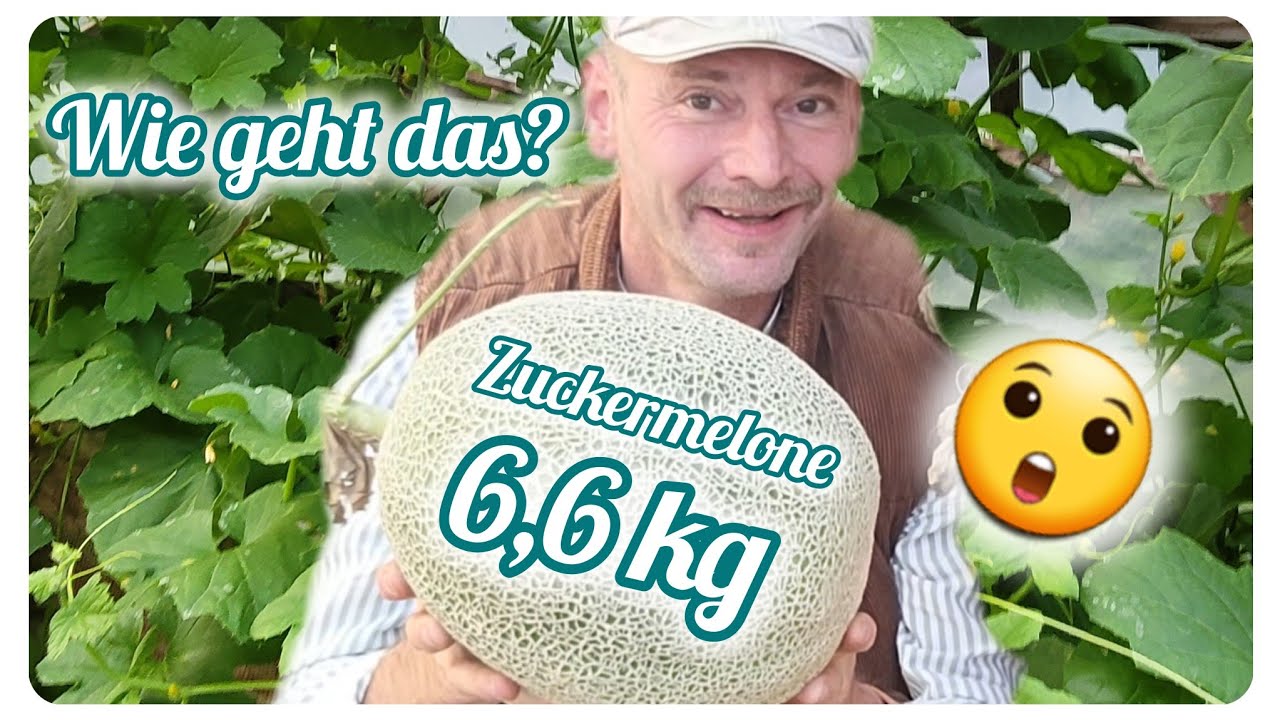 Riesige Zuckermelonen 🍈 in Deutschland anbauen. So geht das!