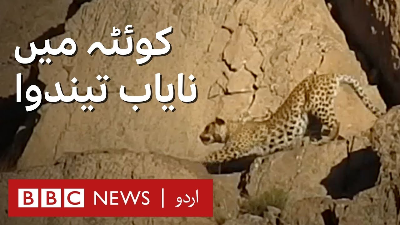 Rare Leopard found in Quetta - BBC URDU